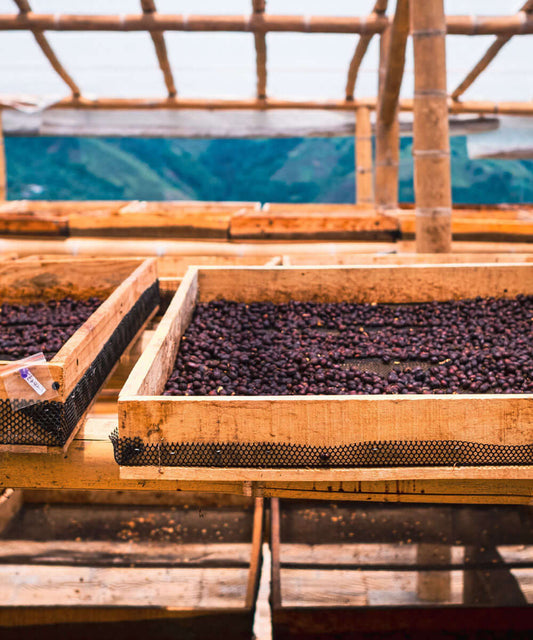 Redefining the Coffee Industry Through Quality, Ethics, and Sustainability