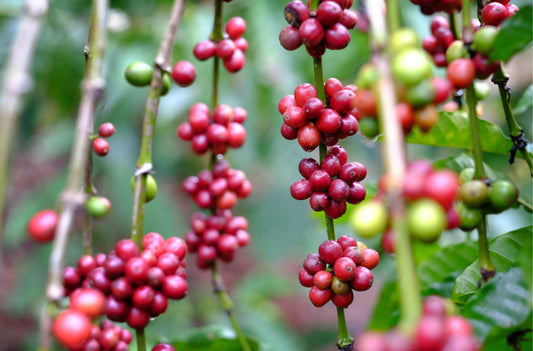 Exploring Fine Robusta: The Rising Star of the Coffee World